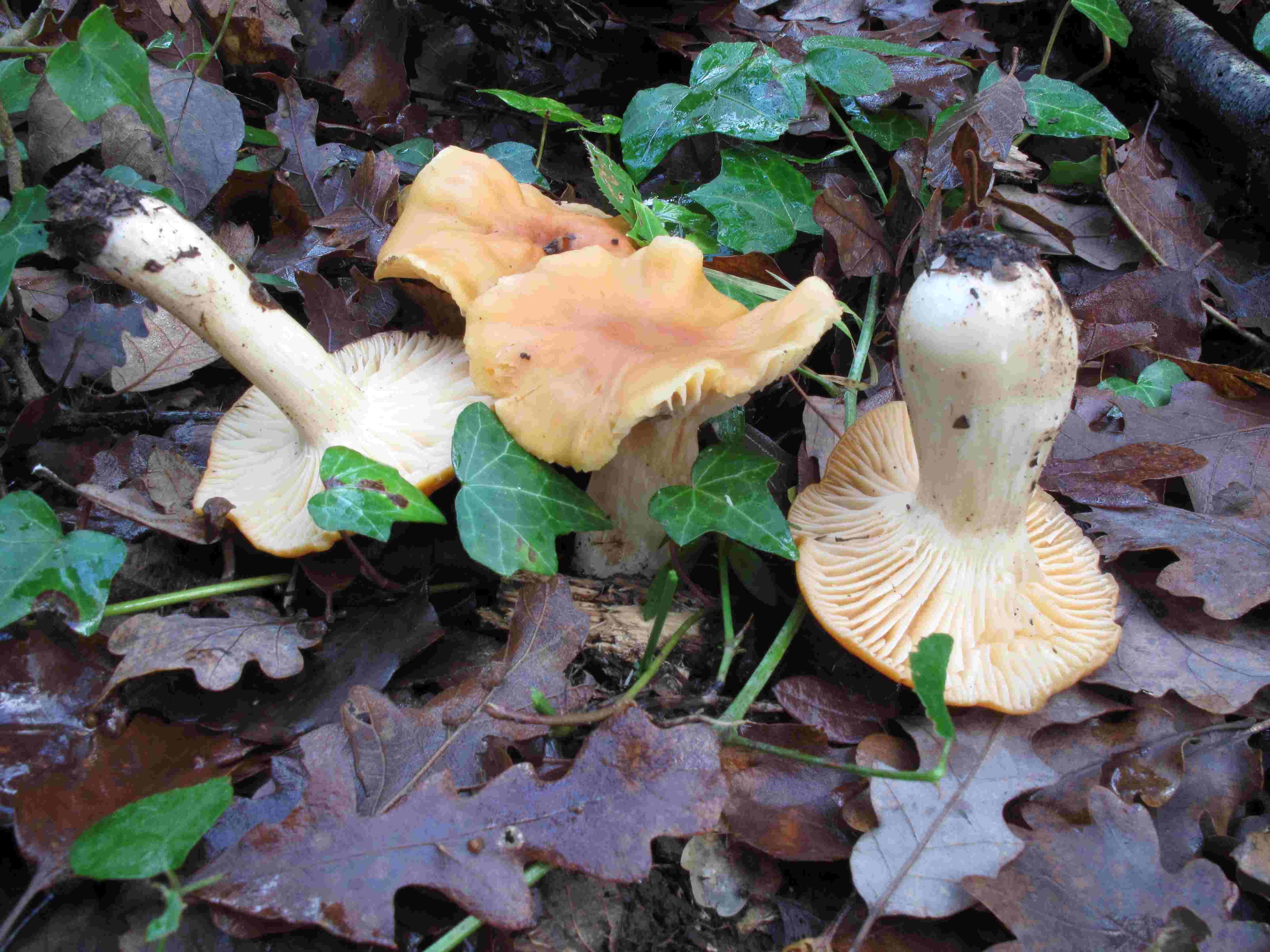 Camarophyllus pratensis